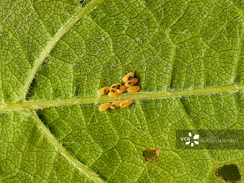 葡萄叶上的葡萄跳甲虫卵群图片素材