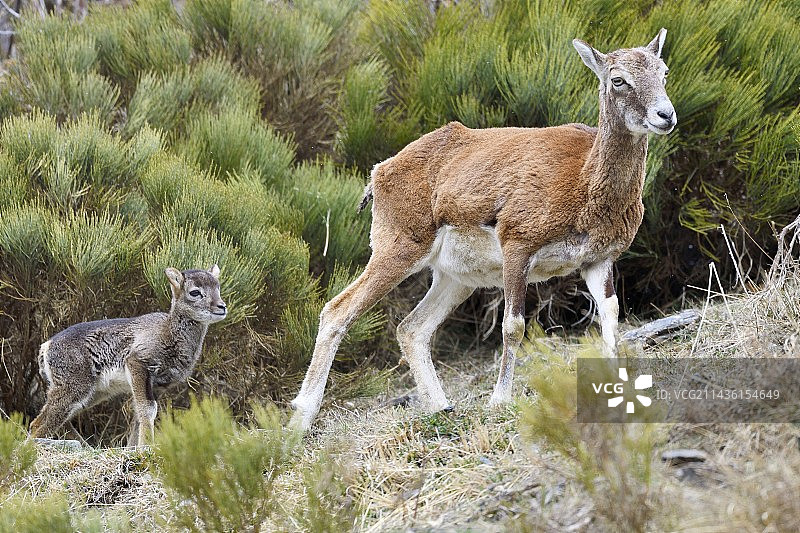 带着幼崽的欧洲盘羊（Ovis orientalis musimon）图片素材
