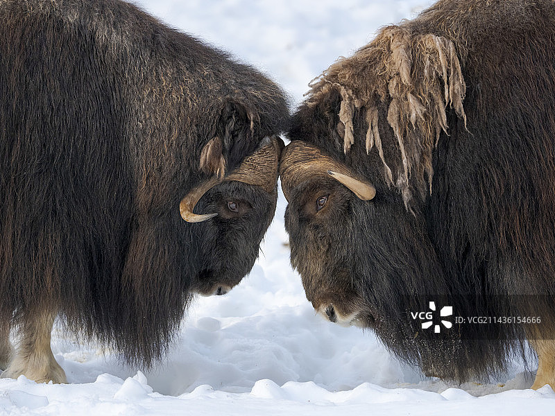 冬季挪威极地公园中在深雪中战斗的麝牛图片素材