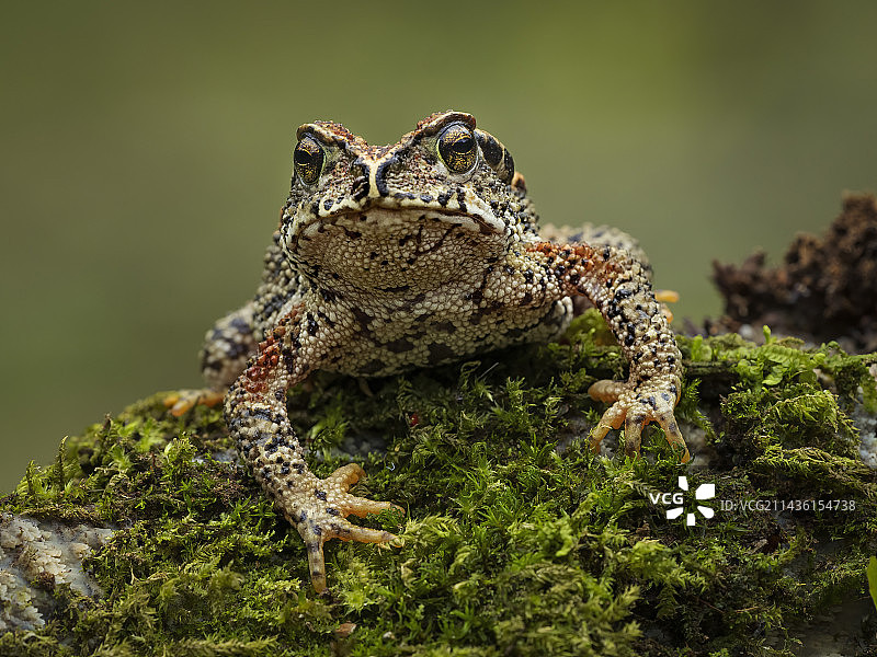 危地马拉山蟾蜍图片素材