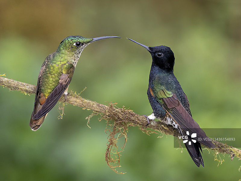 茶胸辉蜂鸟和雄性丝绒紫冠蜂鸟，厄瓜多尔图片素材