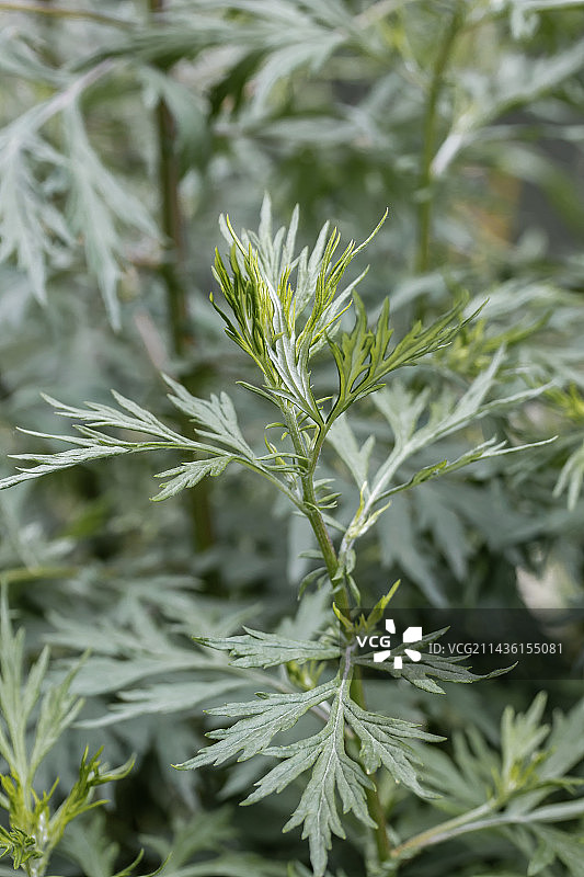 普通艾草叶，法国下莱茵省图片素材