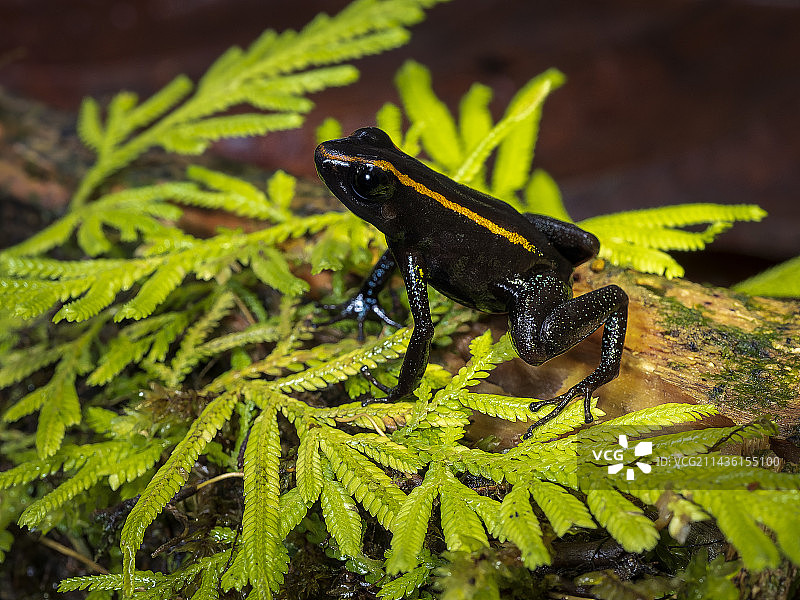 哥伦比亚毒蛙图片素材