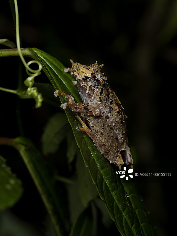 皮诺曹蛙，厄瓜多尔图片素材