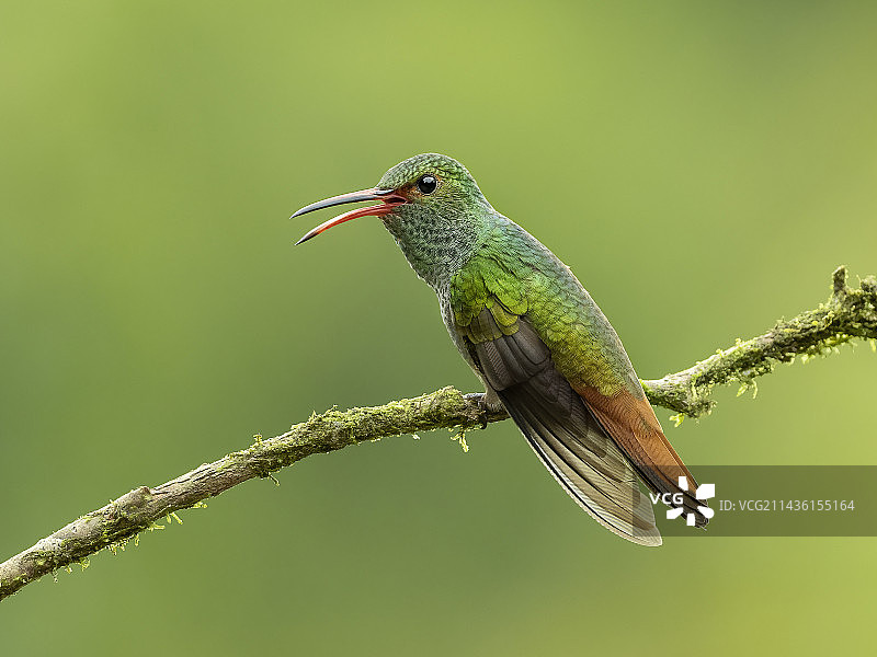 红尾蜂鸟，巴拿马图片素材