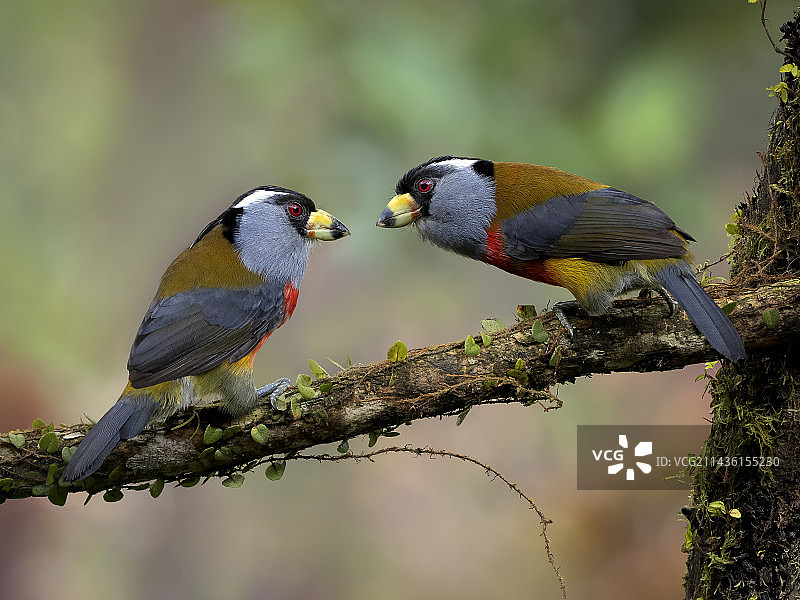 鵎鶋须鴷（Semnornis ramphastinus），两只鸟面对面，厄瓜多尔图片素材