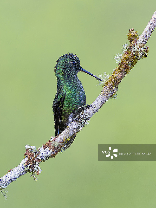 西部翠蜂鸟（Chlorostilbon melanorhynchus）在哥伦比亚采摘筑巢材料图片素材