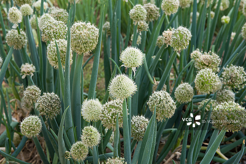 菜园里盛开的大葱葱花图片素材