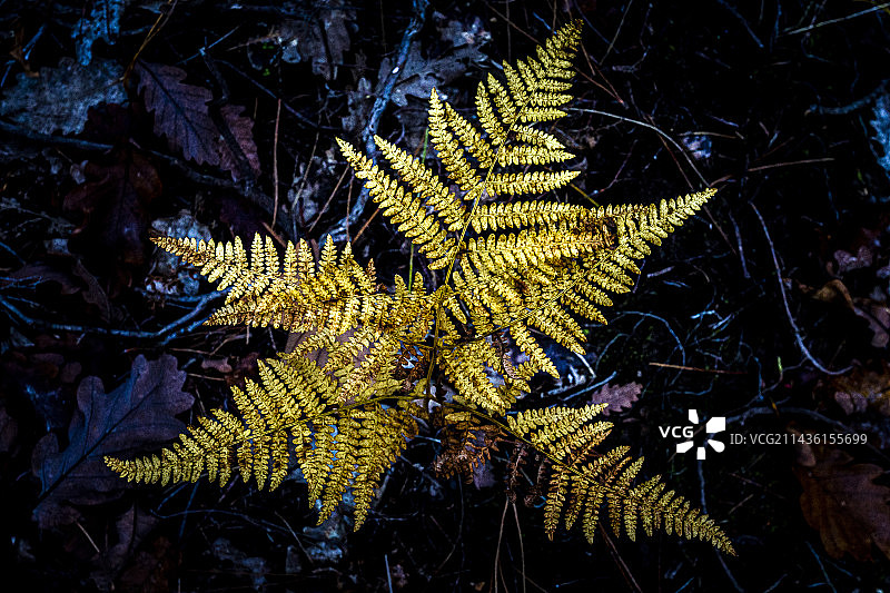 法国阿莱斯-德-上普罗旺斯吕贝隆的秋季蕨类植物图片素材