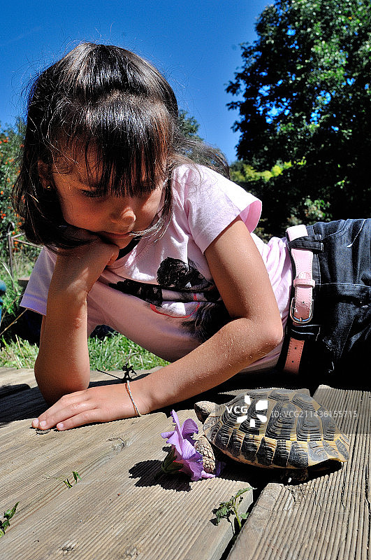 女孩和赫尔曼陆龟，法国图片素材