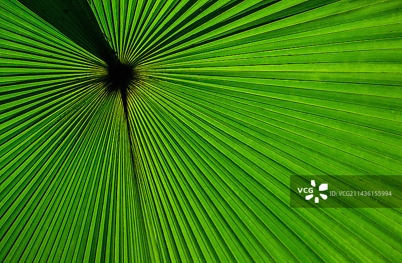 热带棕榈叶特写，印度尼西亚苏拉威西岛图片素材