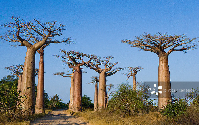 猴面包树林荫大道（Adansonia grandidieri）。全景。马达加斯加。图片素材