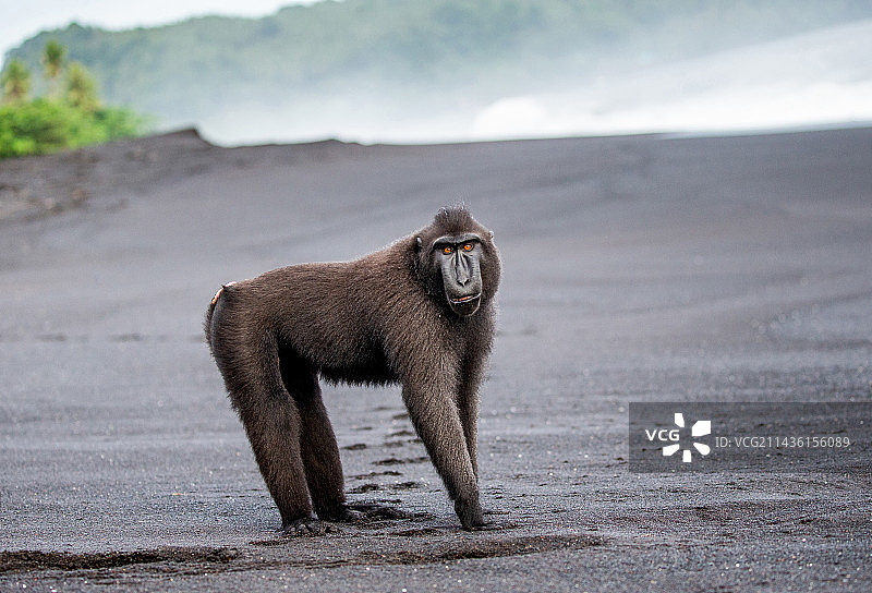 苏拉威西猕猴站在黑色沙滩上，印度尼西亚，苏拉威西岛图片素材
