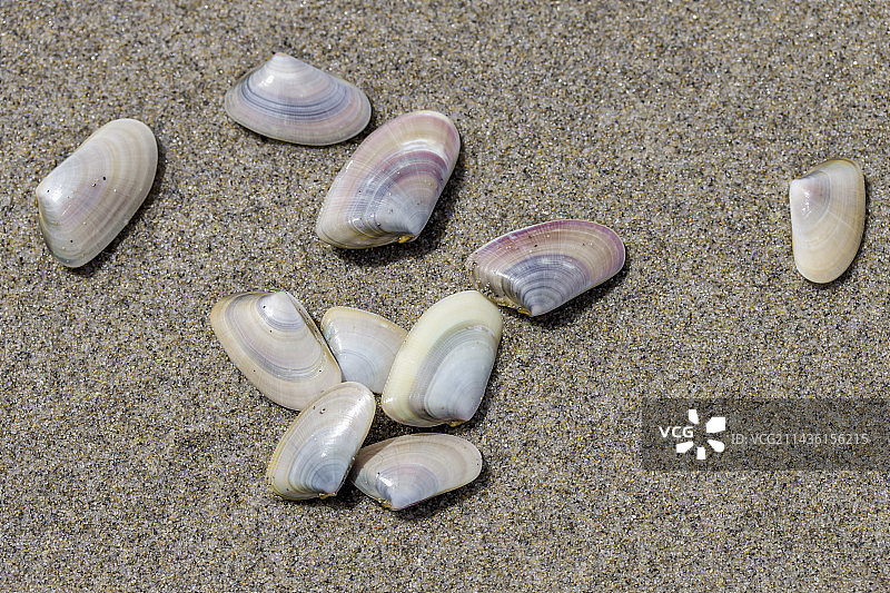 在地中海沙滩上的短角蛤图片素材