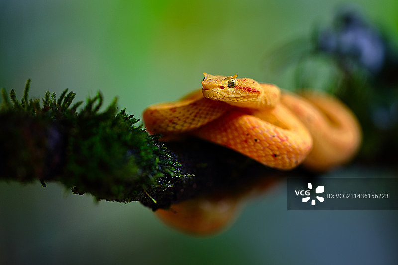 树枝上的睫毛蝮蛇图片素材