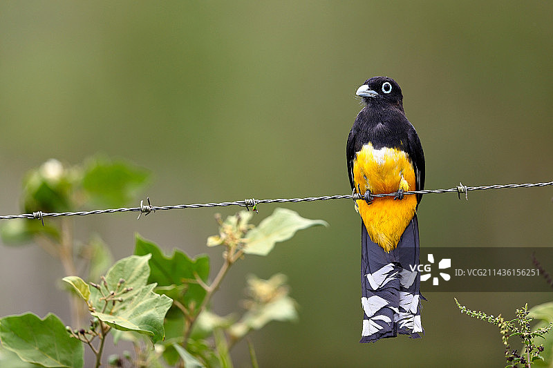哥斯达黎加电线上的黑头翠鴍图片素材