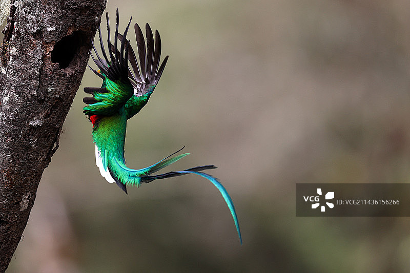 飞行中的格查尔鸟，哥斯达黎加图片素材