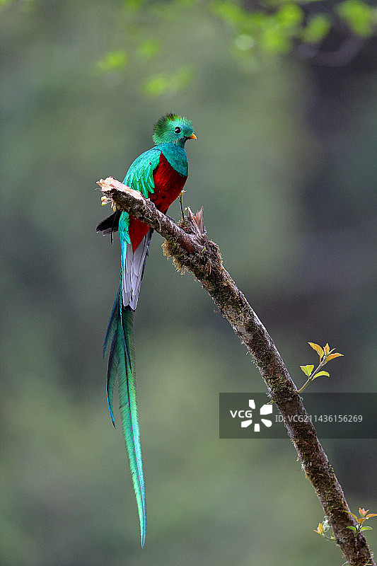 格查尔鸟（Pharomachrus mocinno）在哥斯达黎加的一根树枝上图片素材