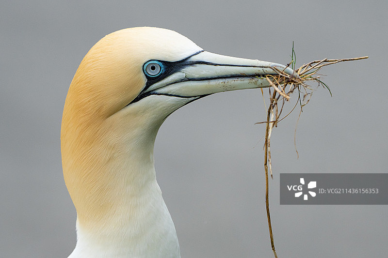 塘鹅（Morus bassanus）收集筑巢材料，英国图片素材