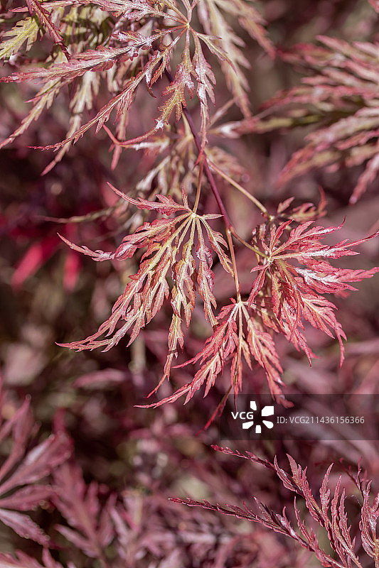 日本枫树（鸡爪槭）‘稻叶垂’图片素材