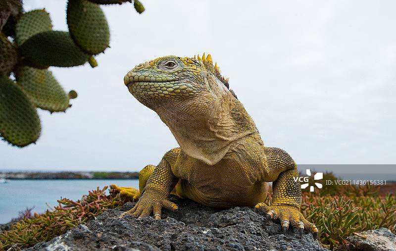 加拉帕戈斯陆鬣蜥（Conolophus subcristatus）坐在岩石上。加拉帕戈斯群岛。太平洋。厄瓜多尔。图片素材