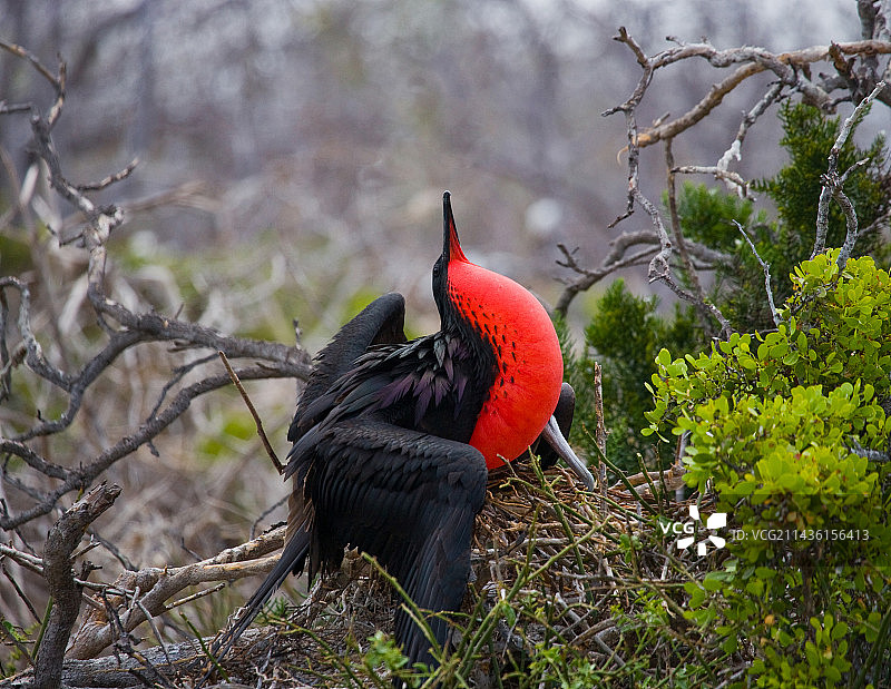 军舰鸟在巢中（加拉帕戈斯群岛，厄瓜多尔）图片素材