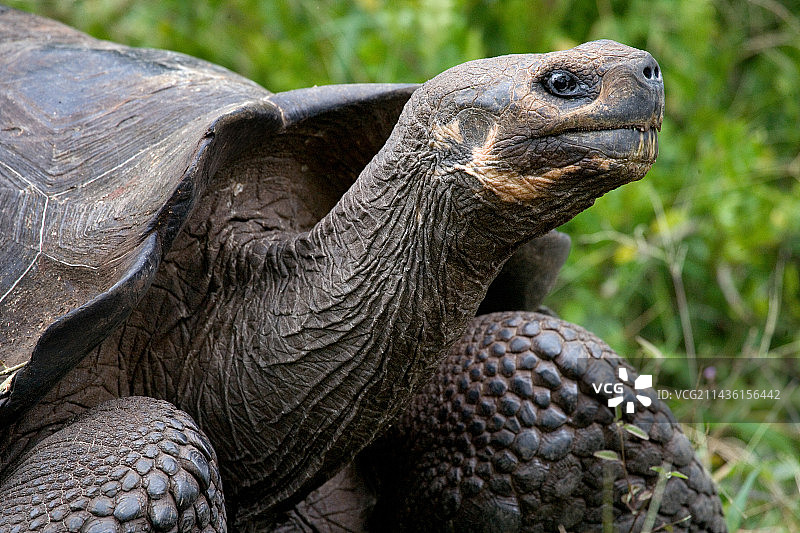 加拉帕戈斯巨型陆龟肖像图片素材