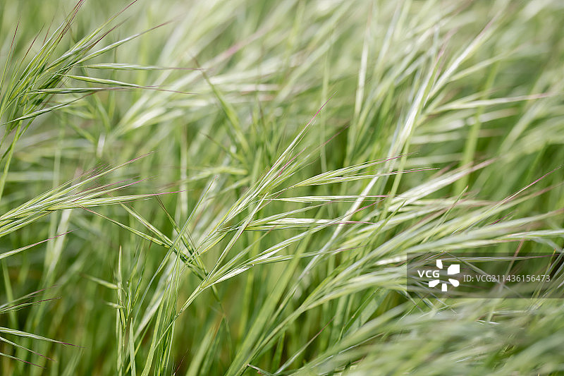 法国加尔省早春的贫瘠雀麦图片素材
