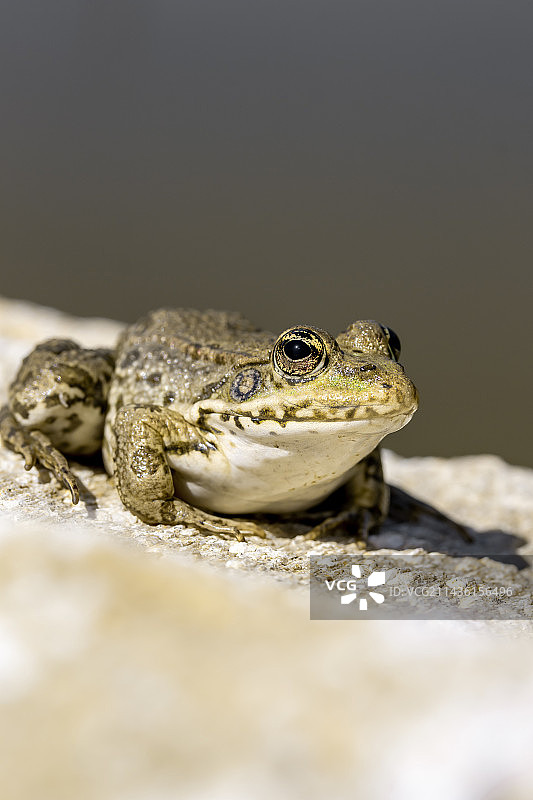 花园池塘边的沼泽蛙图片素材