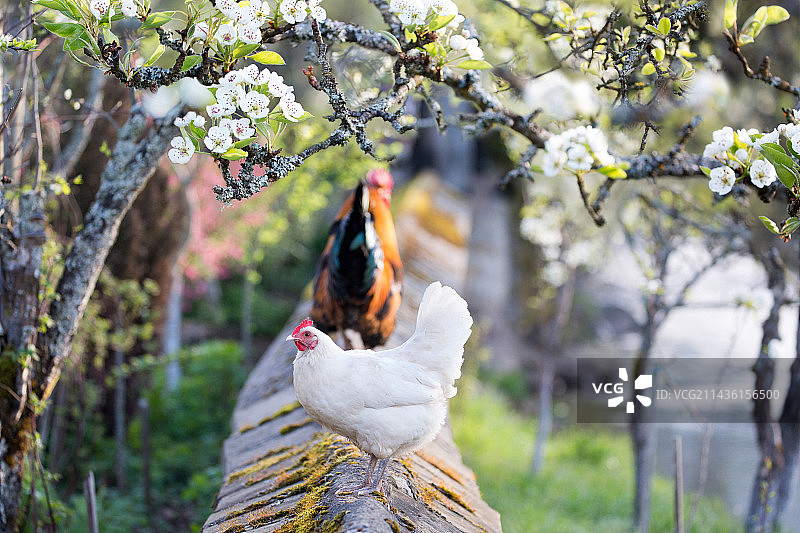 法国贝尔福地区，矮墙上和果园里盛开的公鸡和母鸡图片素材