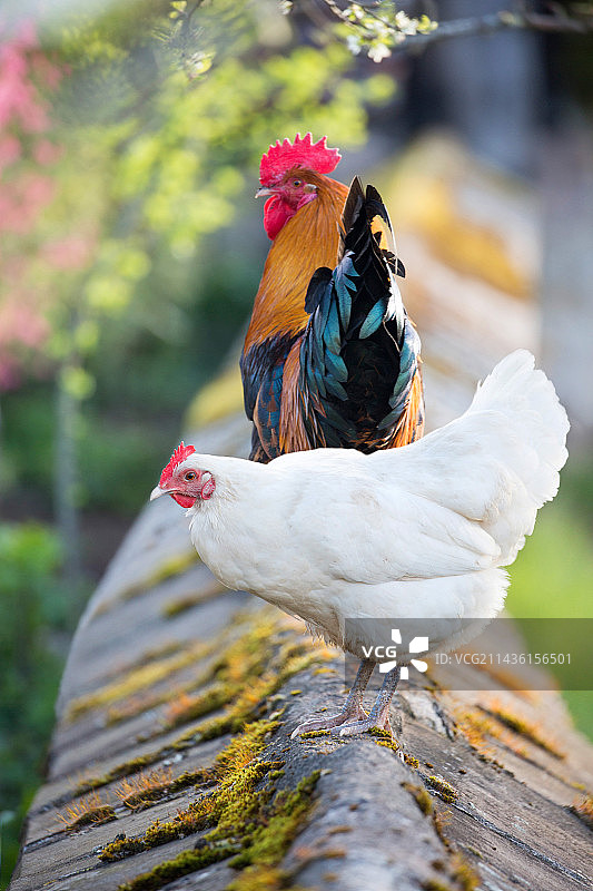 法国贝尔福地区，矮墙上和果园里盛开的公鸡和母鸡图片素材