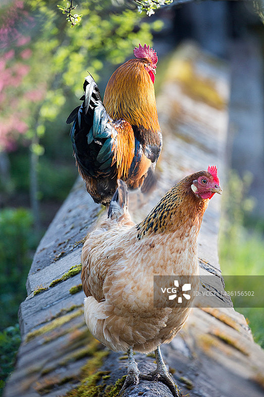 法国贝尔福地区，矮墙上和果园里盛开的公鸡和母鸡图片素材