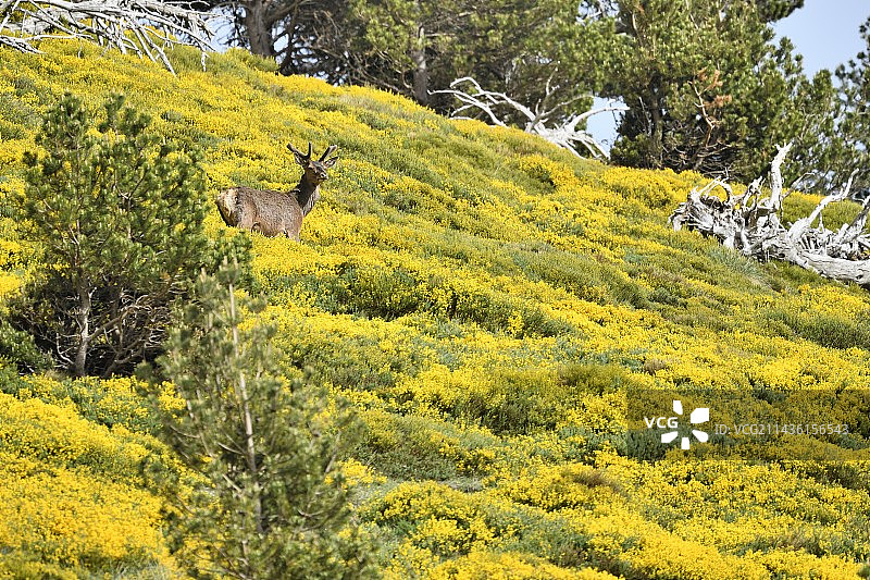 法国比利牛斯山脉中行走在金雀花丛中的长茸红鹿图片素材