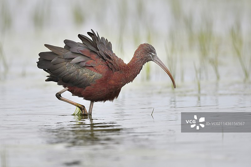西班牙沼泽中正在进食的彩鹮成年个体侧视图图片素材