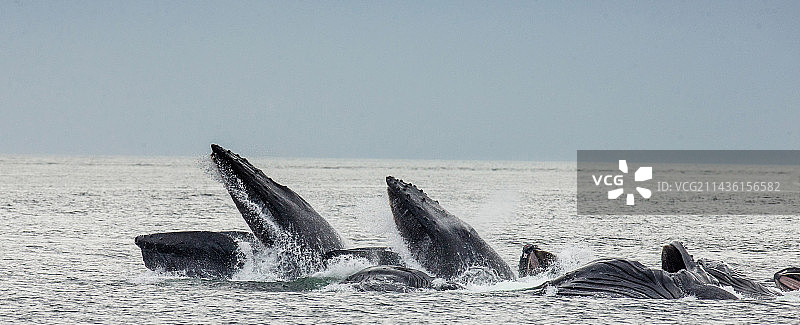 座头鲸（Megaptera novaeangliae）的气泡网捕食，阿拉斯加州查塔姆海峡区域，美国图片素材