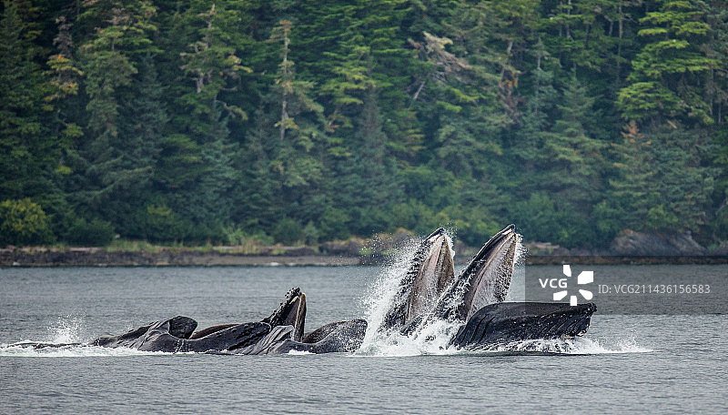 座头鲸（Megaptera novaeangliae）的气泡网捕食，阿拉斯加州查塔姆海峡区域，美国图片素材