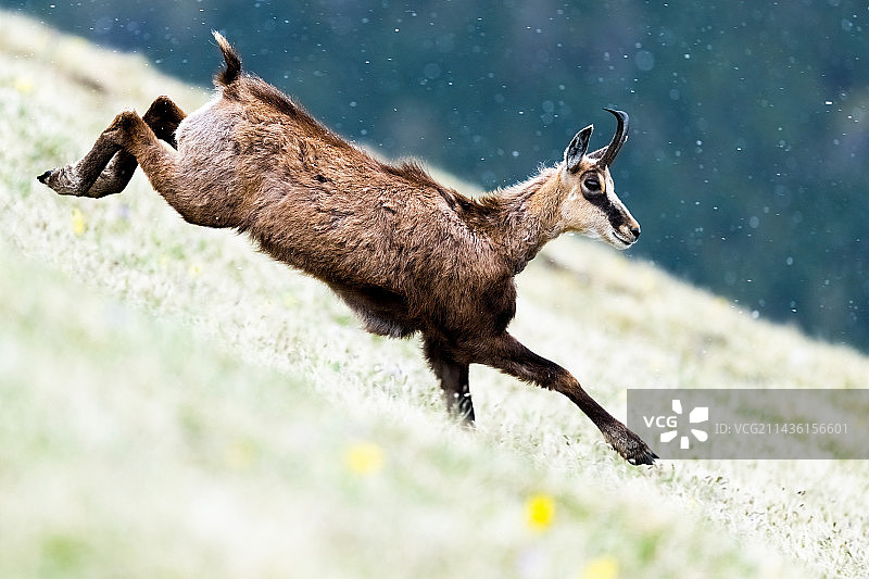 在草地和雪地奔跑的羚羊，斯洛伐克图片素材