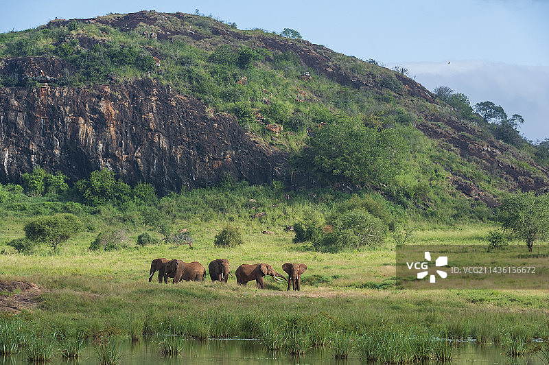 非洲象：位于肯尼亚茨沃保护区图片素材