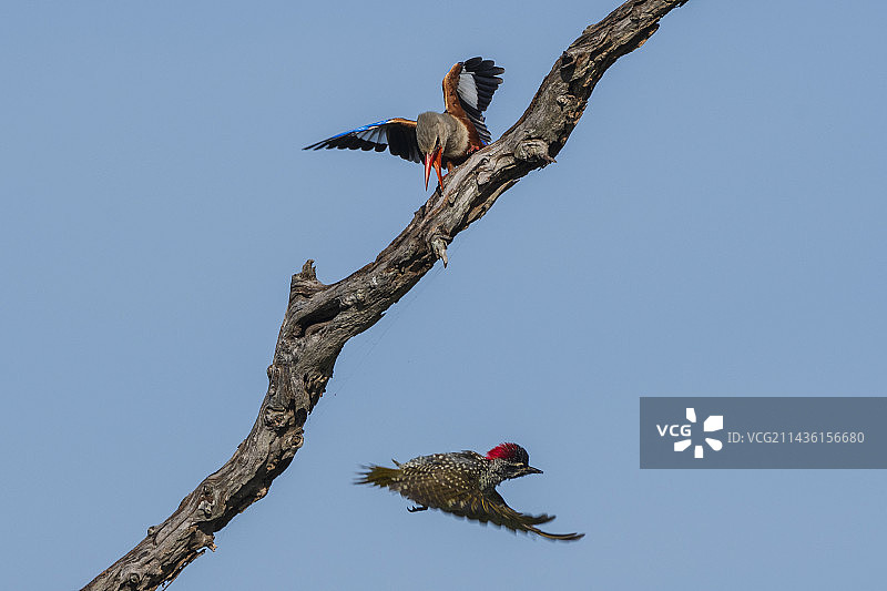 肯尼亚察沃保护区卢阿莱尼的灰头翠鸟和努比亚啄木鸟图片素材
