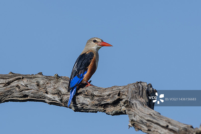 肯尼亚察沃保护区Lualenyi的灰头翠鸟图片素材