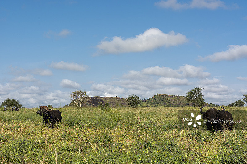 非洲水牛，肯尼亚茨沃保护区图片素材