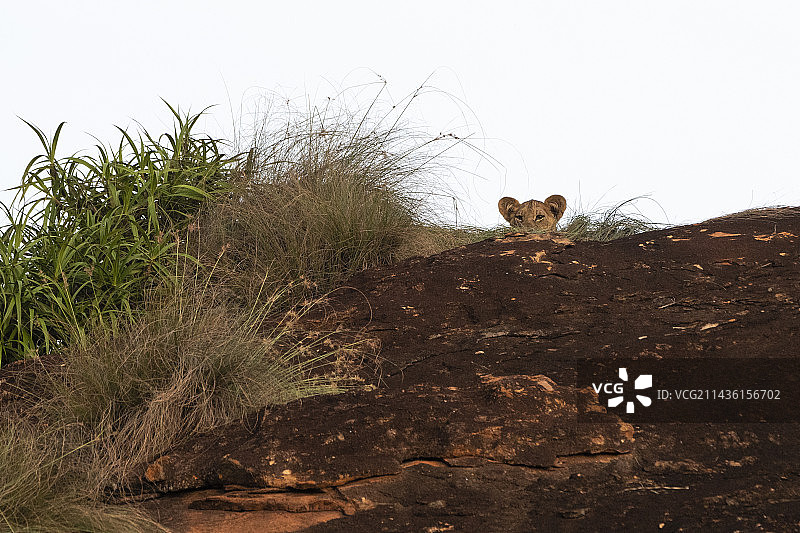 肯尼亚察沃保护区卢阿莱尼的幼狮图片素材