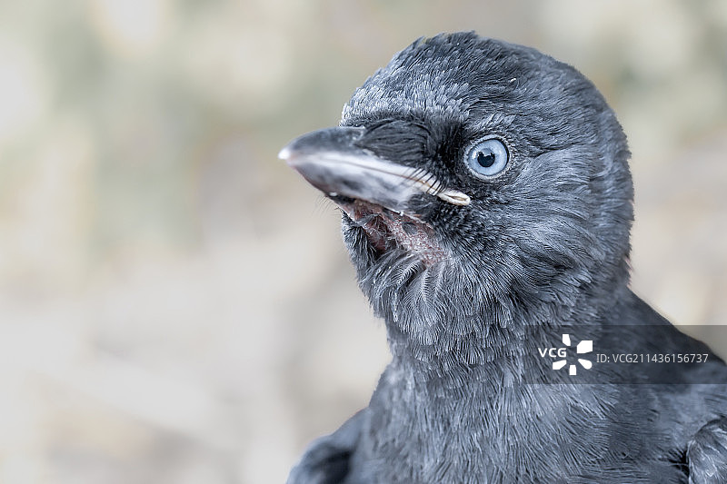 在法国沃克吕兹拍摄的幼年小嘴乌鸦肖像图片素材