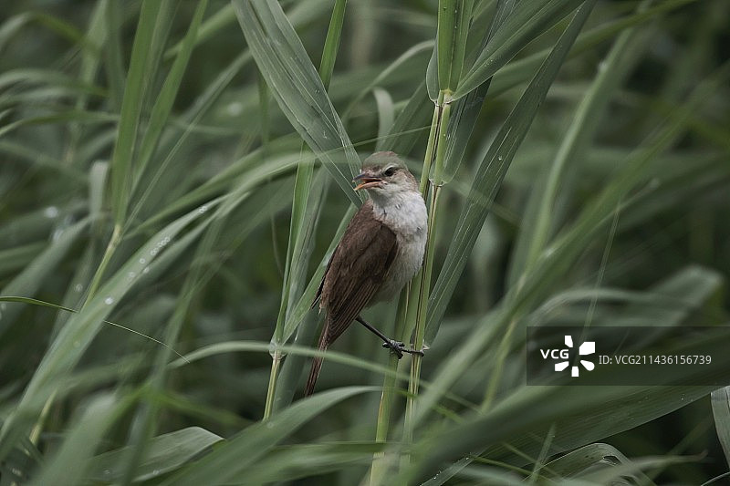 大苇莺图片素材