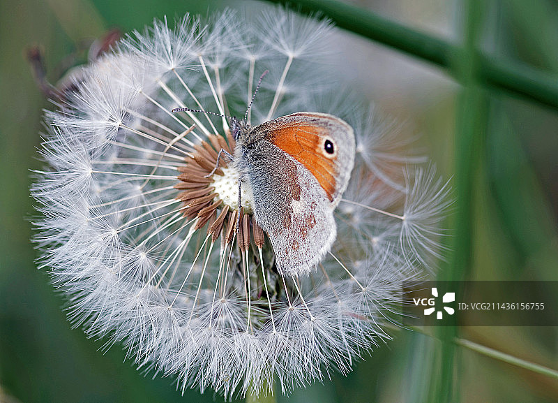 在法国热尔，小珠眼蝶在蒲公英种子花序上图片素材