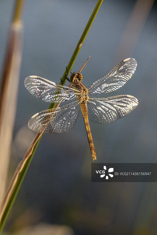 栖息在茎上的 banded darter (sympetrum pedemontanum) female, France图片素材