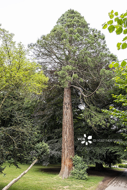 红杉，夏季，法国加来海峡图片素材