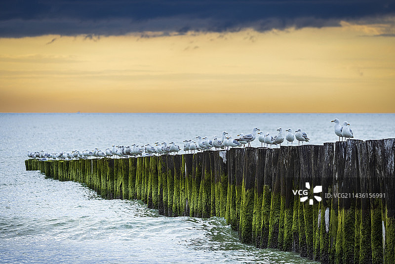 涨潮时在木桩上的鲱鱼鸥（银鸥），夏季，法国加莱海峡图片素材
