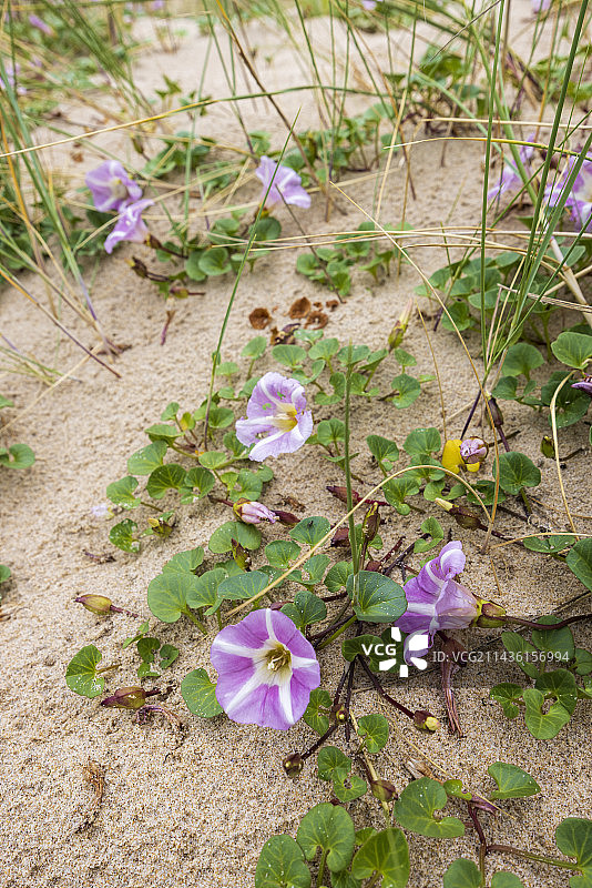 沙滩上的海滩牵牛花，法国加来海峡省图片素材