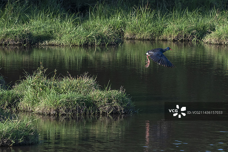 西班牙安达卢西亚多南那国家公园紫水鸡图片素材